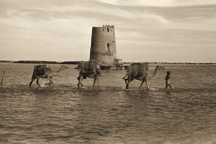 Camels wading across Al Maqta by the watchtower, on the way to Abu Dhabi, 1950